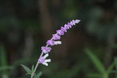 Çiçekler ilkbaharda çiçek açan