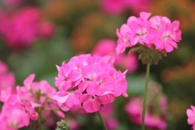 resmi bahçede çiçek yatak