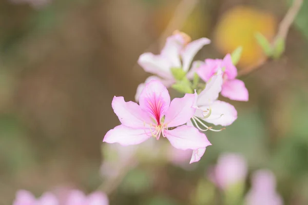 The Plant at nature — Stock Photo, Image