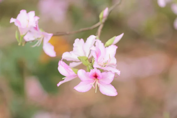 Växten på naturen — Stockfoto