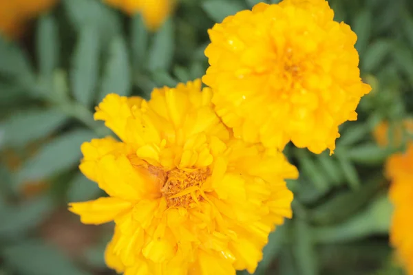 The marigold flowers — Stock Photo, Image