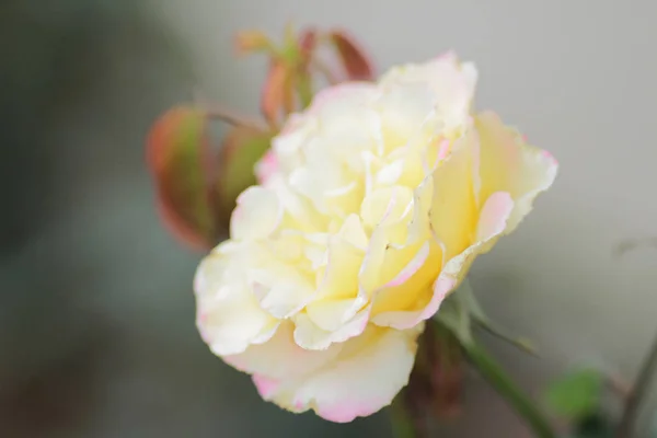 A Rosa em natureza — Fotografia de Stock