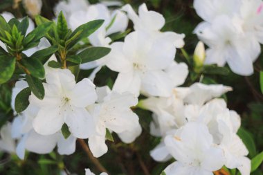  Ormangülü çiçek tko genel bir park