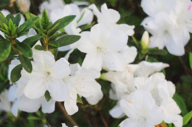  Ormangülü çiçek tko genel bir park