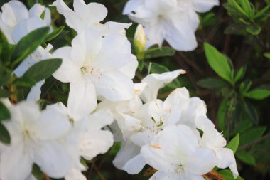  Ormangülü çiçek tko genel bir park