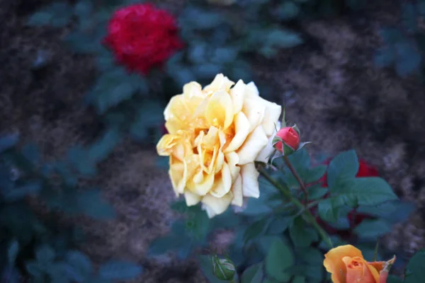 Rosenstrauch im Garten am Park — Stockfoto