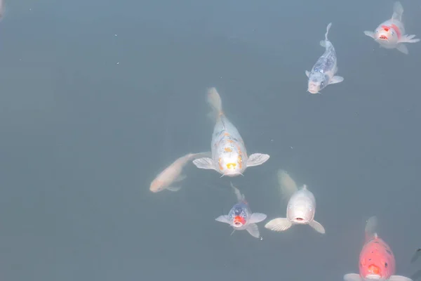 Koi-Karpfen schwimmen im Teich — Stockfoto