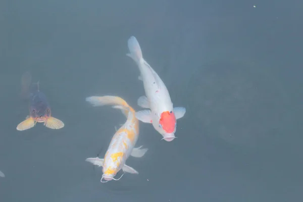 Koi carps berenang di kolam — Stok Foto