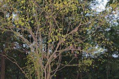 bir ağaç arka plan doğa ile 