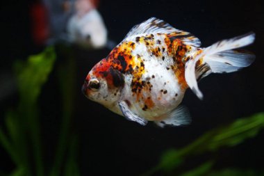 üç renk ryukin altın balık