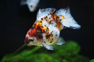 üç renk ryukin altın balık