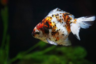 üç renk ryukin altın balık