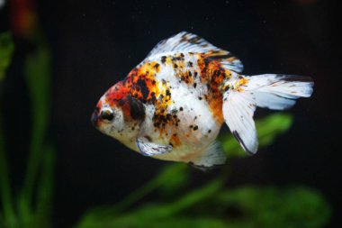 üç renk ryukin altın balık