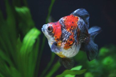 alaca ryukin altın balık