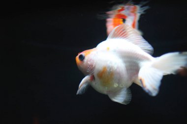 kırmızı ve beyaz mat ryukin