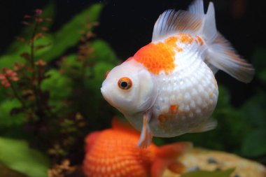 Golf topu peralscale altın balık