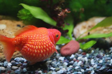 Golf topu peralscale altın balık