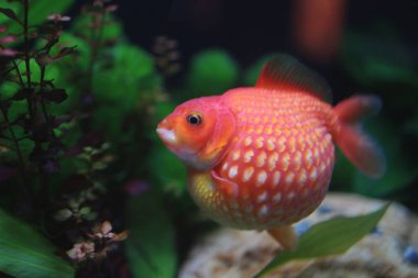 Golf topu peralscale altın balık