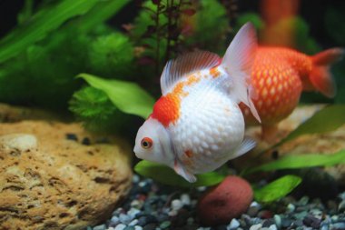 Golf topu peralscale altın balık