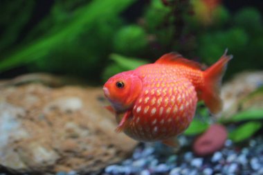 Golf topu peralscale altın balık