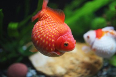 Golf topu peralscale altın balık