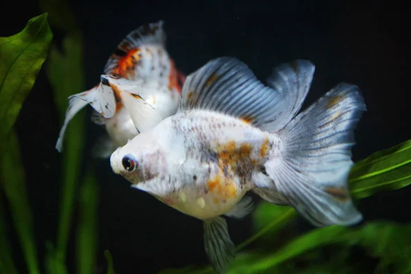 Üç renk ryukin altın balık — Stok fotoğraf