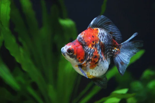 alaca ryukin altın balık