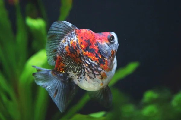 alaca ryukin altın balık