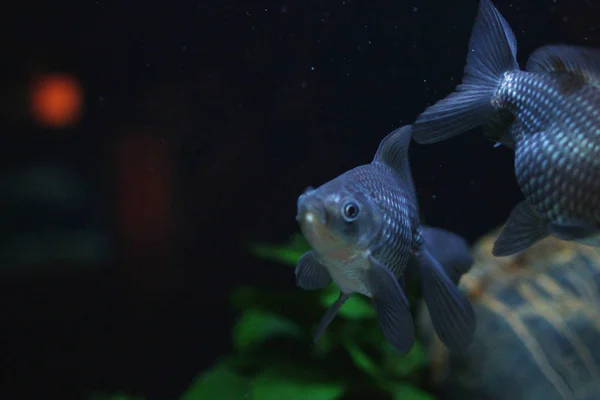 Blue fantail of gold fish — Stock Photo, Image