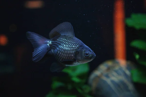 Fantail azul de peixe dourado — Fotografia de Stock