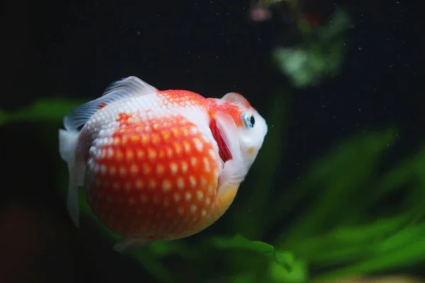 Bola de golfe peralscale peixe dourado — Fotografia de Stock