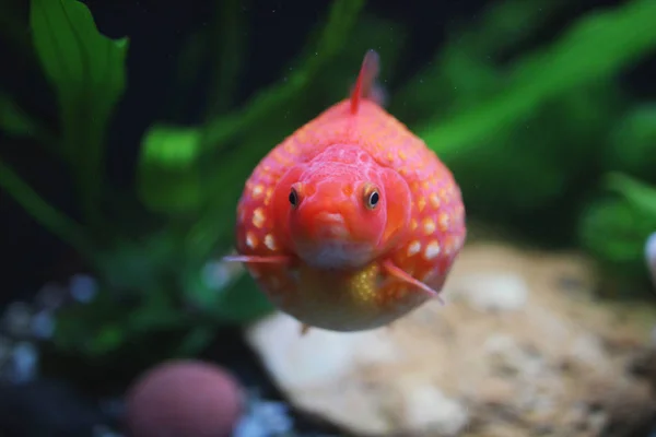 Bola de golfe peralscale peixe dourado — Fotografia de Stock