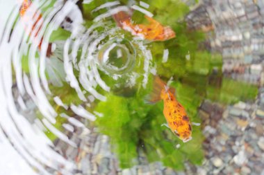 Altın Balık gölet