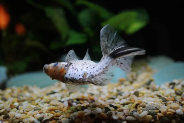 De gouden vissen in aquarium — Stockfoto
