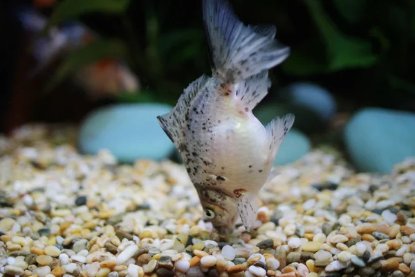 Os peixes dourados em aquário — Fotografia de Stock