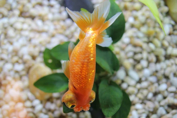 O peixe dourado na lagoa — Fotografia de Stock