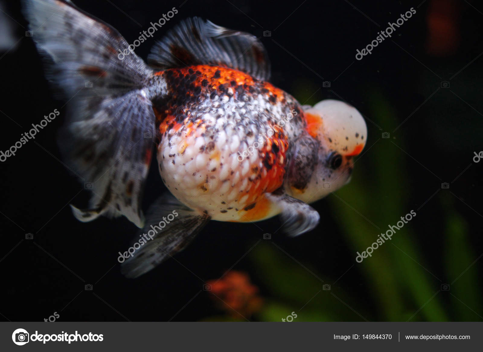 Crown pearlscale cheap goldfish