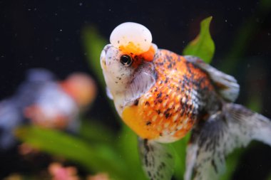 alaca taç pearlscale gölet