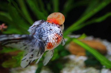 alaca taç pearlscale altın balık