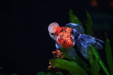 alaca taç pearlscale altın balık