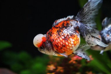 alaca taç pearlscale altın balık