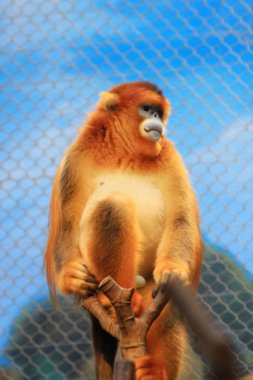 Ocean Park, Rhinopithecus roxellana