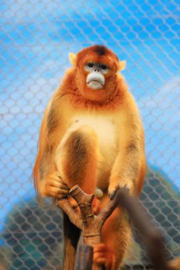 Ocean Park, Rhinopithecus roxellana