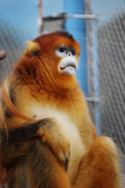 Ocean Park, Rhinopithecus roxellana
