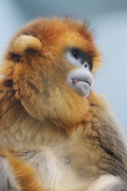 Ocean Park, Rhinopithecus roxellana