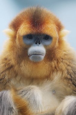 the Golden Snub Monkey 2016 clipart
