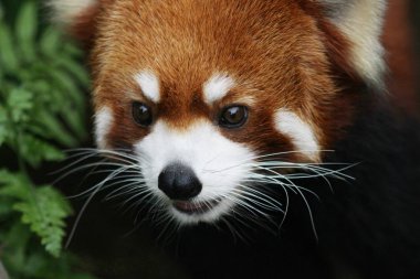 Yaban hayatı içinde şirin kırmızı panda 