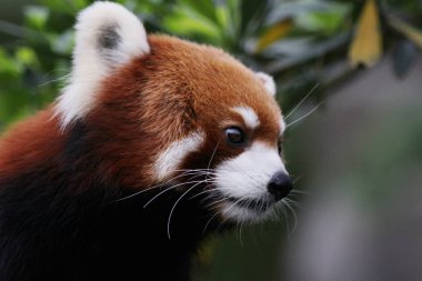 küçük kırmızı panda, nesli tükenmekte olan türler