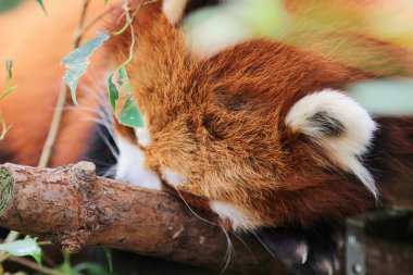 yaban hayatı içinde şirin kırmızı panda