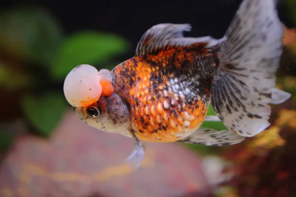 calico crown pearlscale gold fish